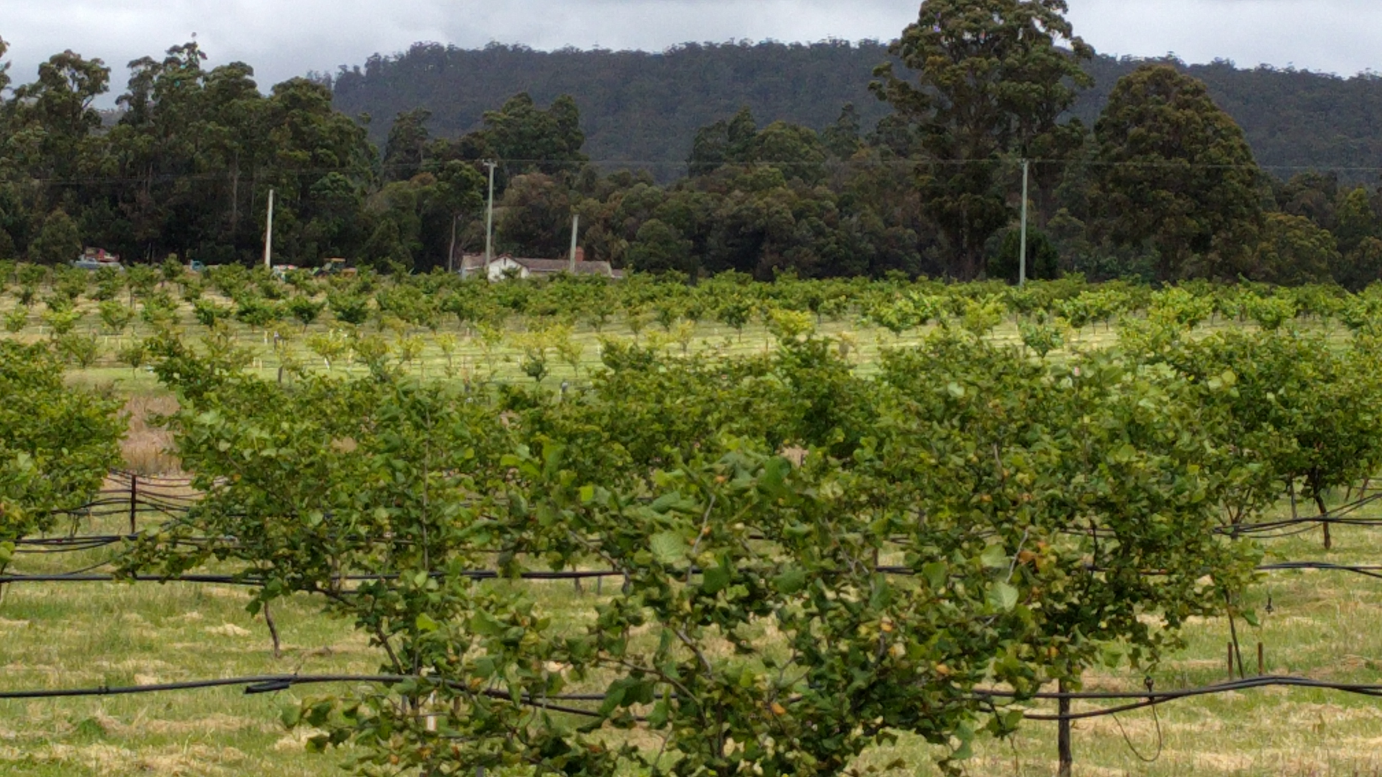 Tamar Valley Hazelnuts Tamar Valley Hazelnuts